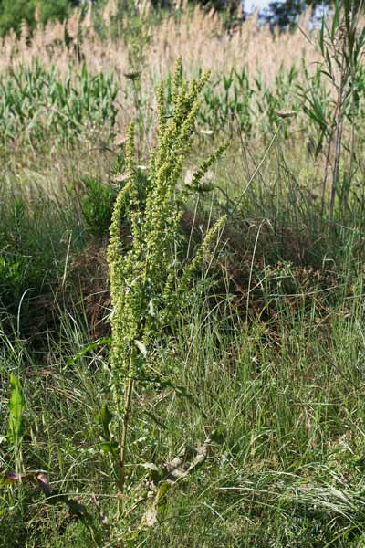 Rumex crispus, Romice crespo, Lampazzu, Lapatu