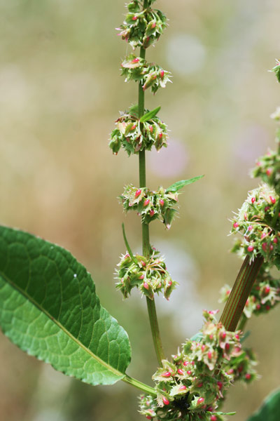 Rumex obtusifolius, Rombice comune, Romice comune, Lampaciu, Lampatzu, Lapatu