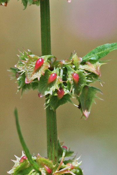 Rumex obtusifolius, Rombice comune, Romice comune, Lampaciu, Lampatzu, Lapatu