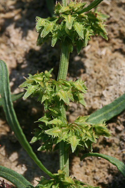 Rumex palustris, Romice palustre, Alapatu, Lampatzu, Lampatu