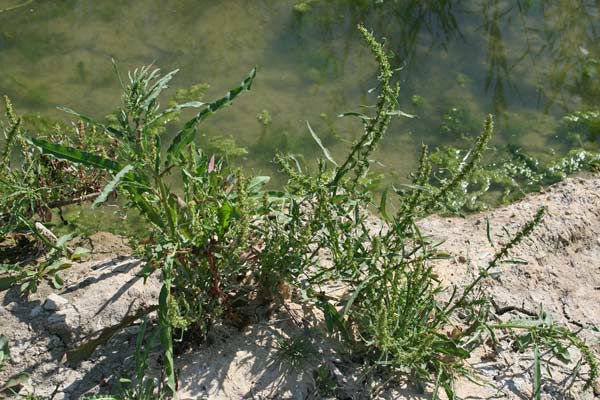 Rumex palustris, Romice palustre, Alapatu, Lampatzu, Lampatu