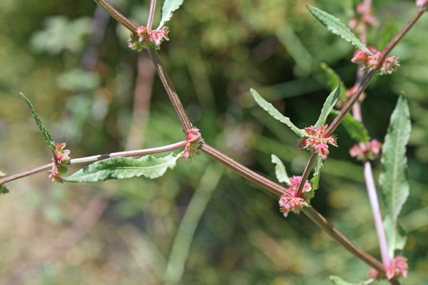 Rumex pulcher, Romice cavolaccio, Lampazzu, Lampatu