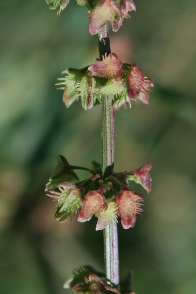 Rumex pulcher, Romice cavolaccio, Lampazzu, Lampatu