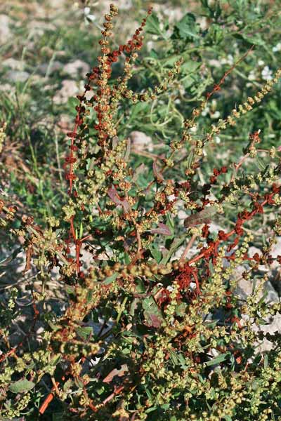 Rumex pulcher, Romice cavolaccio, Lampazzu, Lampatu