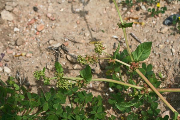 Rumex spinosus, Spinaciastra comune