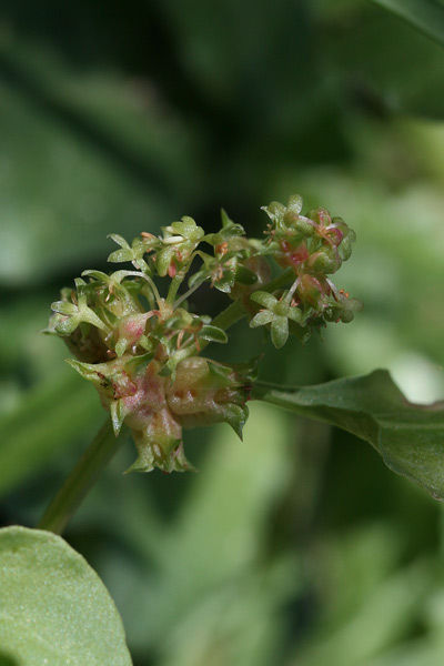 Rumex spinosus, Spinaciastra comune