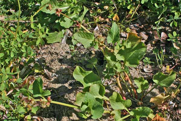 Rumex spinosus, Spinaciastra comune