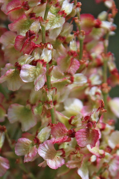 Rumex thyrsoides, Romice a farfalla, Acetosa, Coru de axedu, Folla de ageru