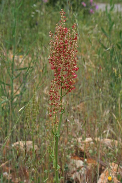 Rumex thyrsoides, Romice a farfalla, Acetosa, Coru de axedu, Folla de ageru