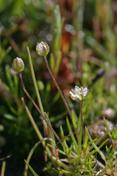 Sagina alexandrae, Sagina subulata