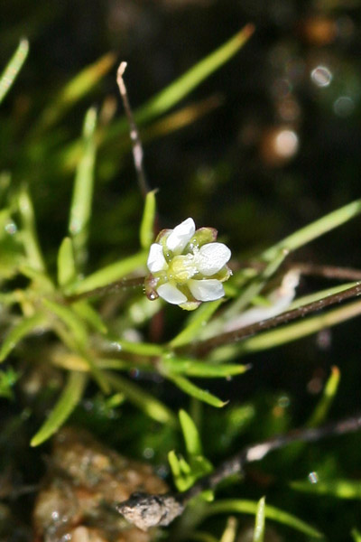 Sagina alexandrae, Sagina subulata