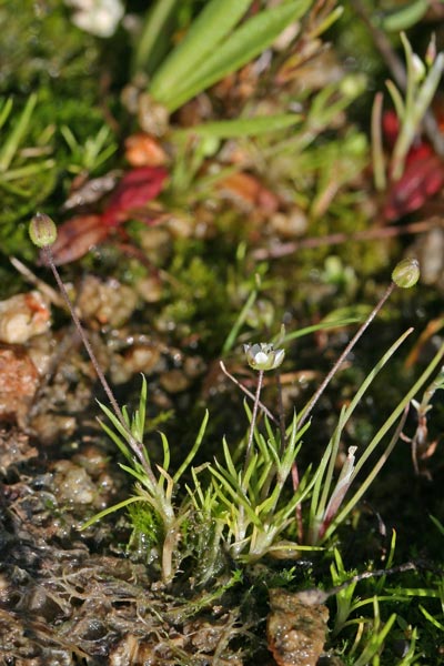 Sagina awaiensis, Sagina subulata, Sagina di Alexandra