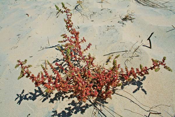 Salsola squarrosa subsp. controversa, Salsola del Ponto, Barba di frate, Trago, Curamaridus