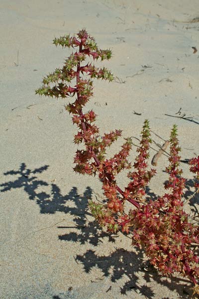 Salsola squarrosa subsp. controversa, Salsola del Ponto, Barba di frate, Trago, Curamaridus