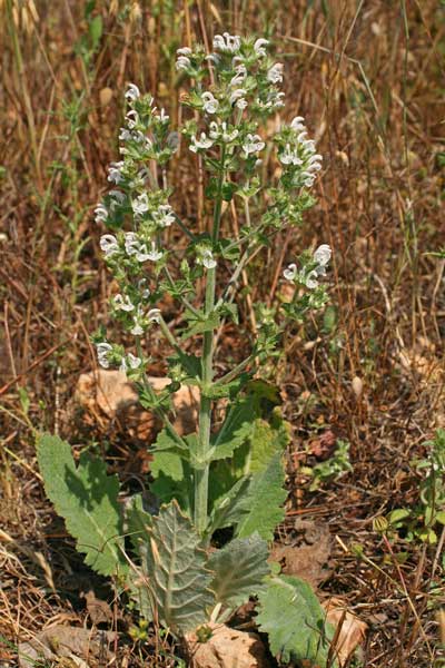 Salvia aethiopis, Salvia etiopide