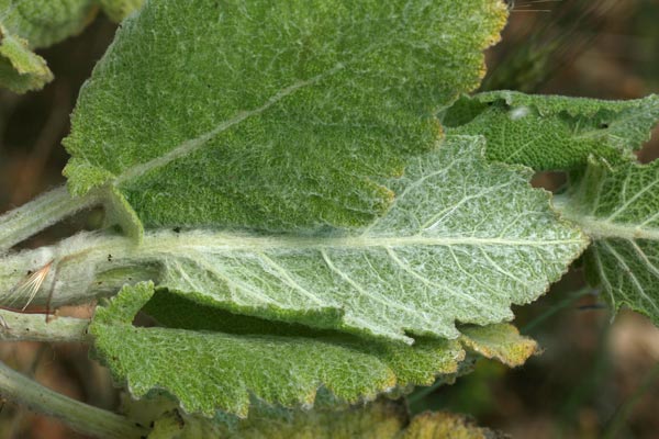 Salvia aethiopis, Salvia etiopide