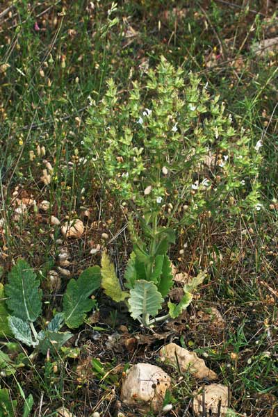 Salvia aethiopis, Salvia etiopide