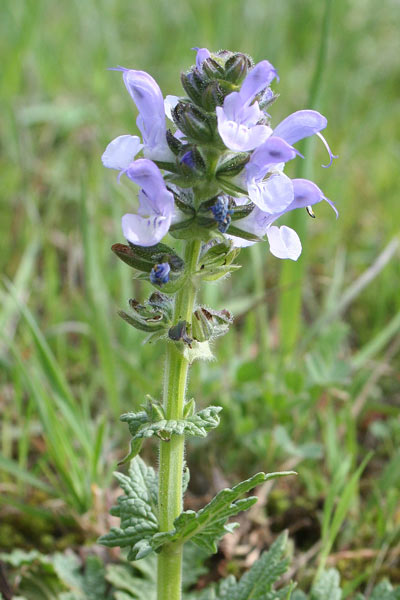 Salvia clandestina, Salvia celestina