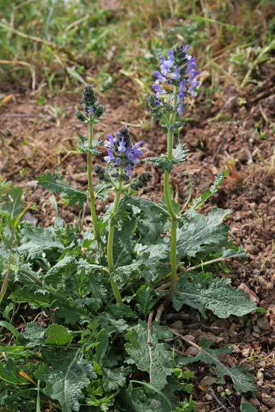 Salvia clandestina, Salvia celestina