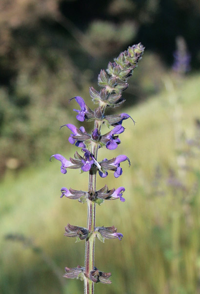 Salvia verbenaca, Salvia minore, Giorica, Luccaja pitica, Salvia aresti, Salviedda