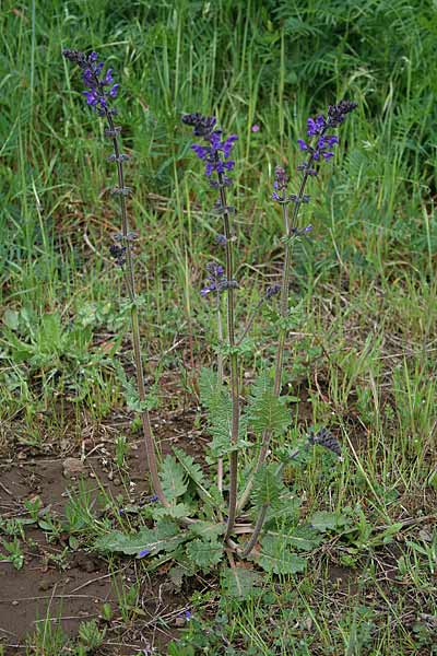 Salvia verbenaca, Salvia minore, Giorica, Luccaja pitica, Salvia aresti, Salviedda