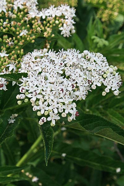 Sambucus ebulus, Ebbio, Sambuchella, Sambuco lebbio, Sabuccu femina, Sambucu pudesciu, Samucu burdu, Saucheddu