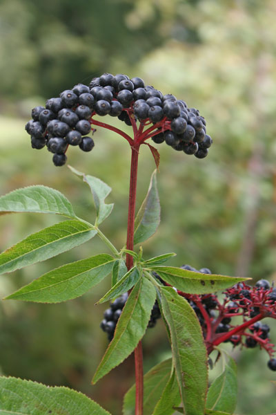 Sambucus ebulus, Ebbio, Sambuchella, Sambuco lebbio, Sabuccu femina, Sambucu pudesciu, Samucu burdu, Saucheddu