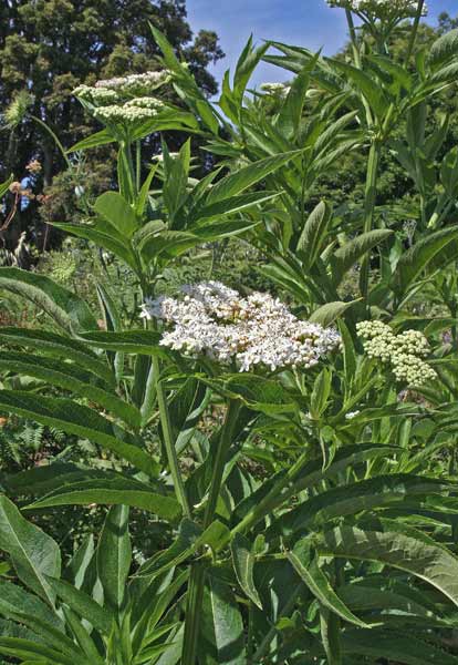 Sambucus ebulus, Ebbio, Sambuchella, Sambuco lebbio, Sabuccu femina, Sambucu pudesciu, Samucu burdu, Saucheddu