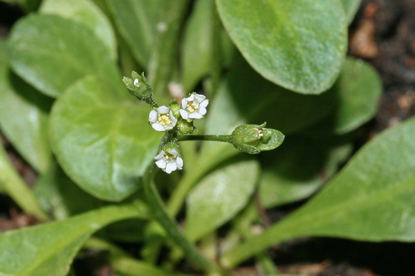 Samolus valerandi, Lino d'acqua, Linu de acqua