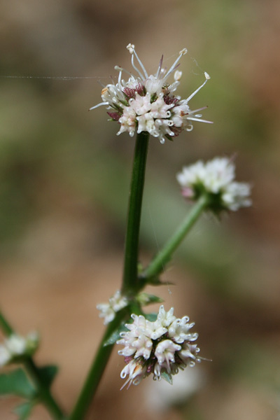 Sanicula europaea, Sanicola, Sanicola europea, Diapensia, Erba fragolina, Frauledda