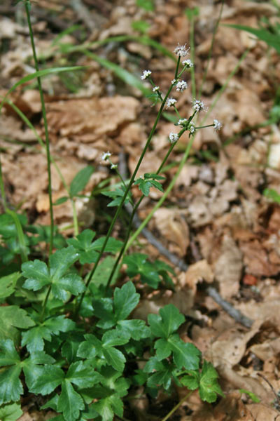 Sanicula europaea, Sanicola, Sanicola europea, Diapensia, Erba fragolina, Frauledda