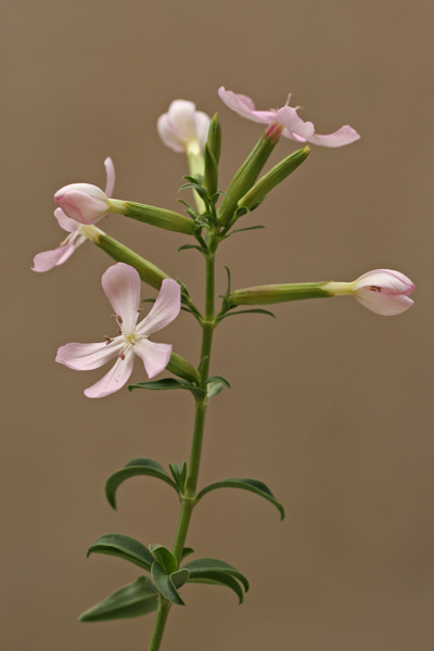 Saponaria officinalis, Erb'e saboni, Erba de saboni, Linna sapunaria, Sabonaria, Sabonettu, Sabunaria, Sabunetta