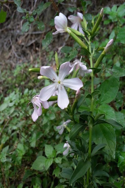 Saponaria officinalis, Erb'e saboni, Erba de saboni, Linna sapunaria, Sabonaria, Sabonettu, Sabunaria, Sabunetta