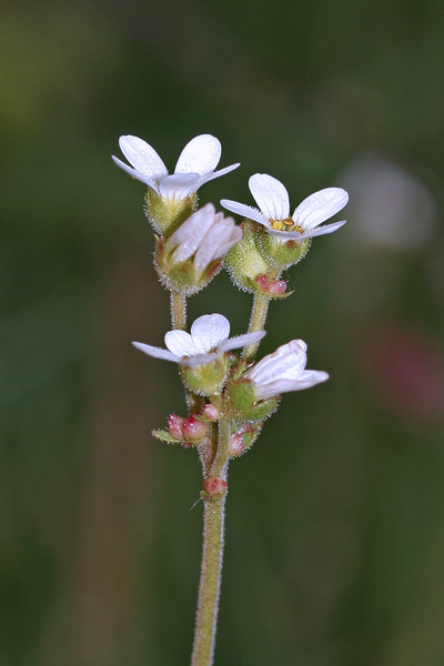 Saxifraga bulbifera, Sassifraga bulbifera, Sassifraga incurvata, Margheritedd'e arrocca