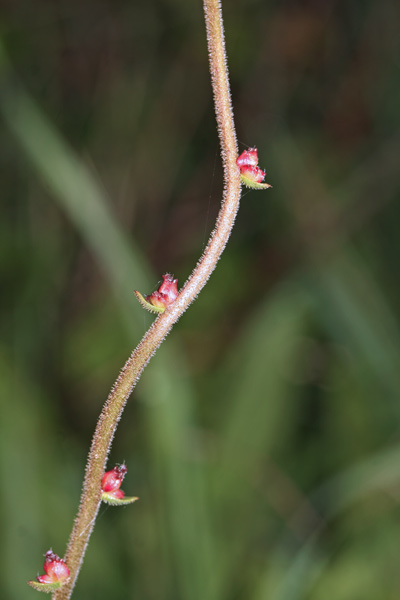 Saxifraga bulbifera, Sassifraga bulbifera, Sassifraga incurvata, Margheritedd'e arrocca