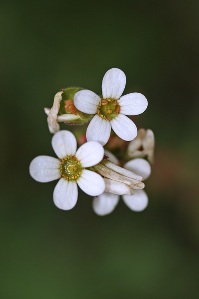 Saxifraga bulbifera, Sassifraga bulbifera, Sassifraga incurvata, Margheritedd'e arrocca