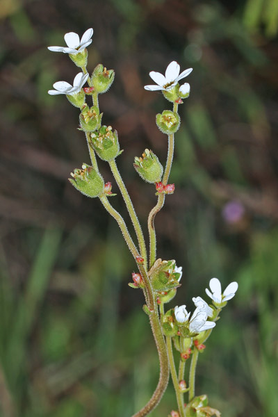 Saxifraga bulbifera, Sassifraga bulbifera, Sassifraga incurvata, Margheritedd'e arrocca