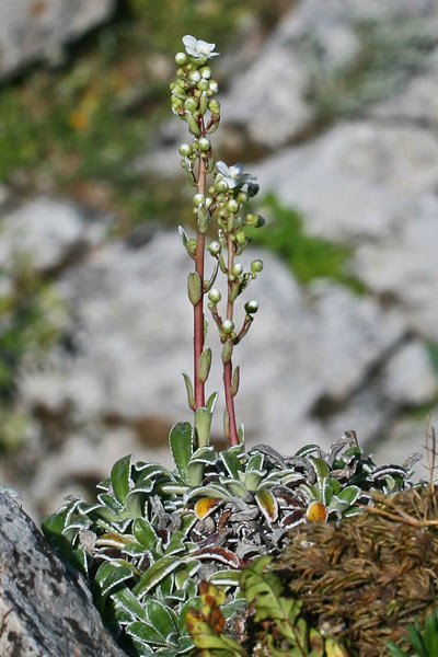 Saxifraga callosa, Sassifraga meridionale