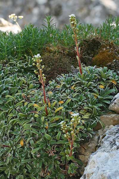 Saxifraga callosa, Sassifraga meridionale