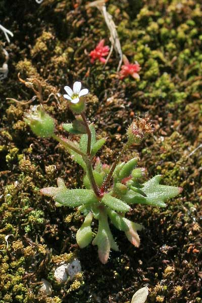 Saxifraga tridactylites, Sassifraga annuale