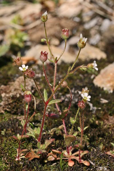 Saxifraga tridactylites, Sassifraga annuale