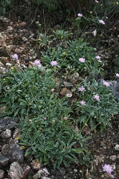 Scabiosa holosericea, Scabiosa vellutata, Vedovina vellutata