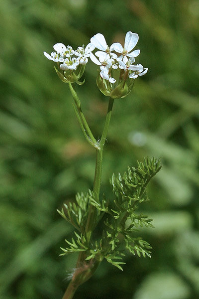 Scandix pecten-veneris, Pettine di Venere, Acicula comune, Eiba di fuschetta, Erba de agullas, Erba de puntzas, Erba di fruchitta, Frucchetas, Furchettas