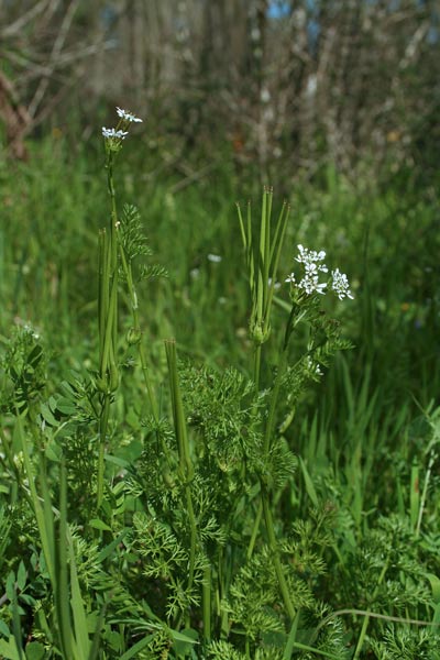 Scandix pecten-veneris, Pettine di Venere, Acicula comune, Eiba di fuschetta, Erba de agullas, Erba de puntzas, Erba di fruchitta, Frucchetas, Furchettas