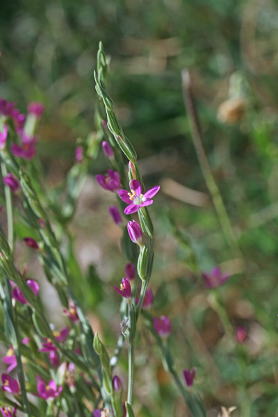 Schenkia spicata, Centauro spigato