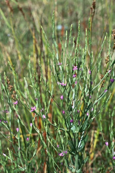 Schenkia spicata, Centauro spigato