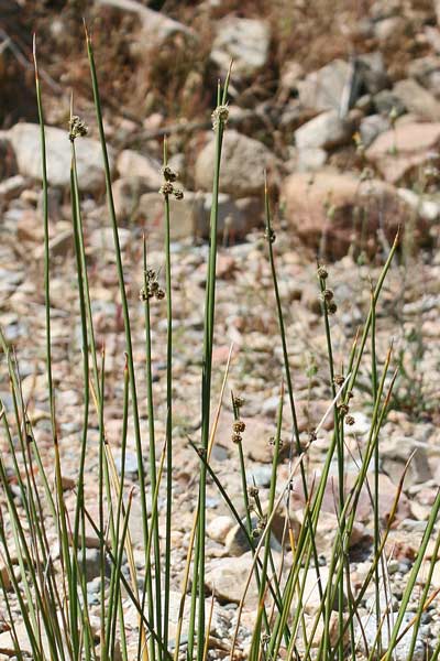 Scirpoides holoschoenus, Scirpo romano, Giunco, Giunchetto meridionale, Sinniga, Tinniga, Zinniga, Zinnia