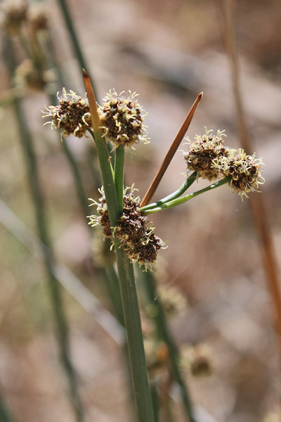 Scirpoides holoschoenus, Scirpo romano, Giunco, Giunchetto meridionale, Sinniga, Tinniga, Zinniga, Zinnia