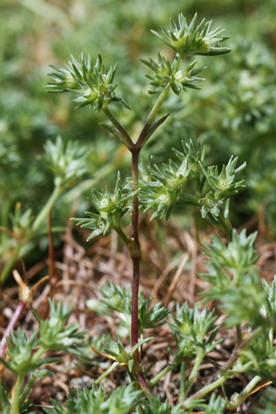 Scleranthus polycarpos, Centograni a frutti piccoli