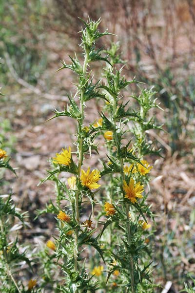 Scolymus hispanicus, Cardogna comune, Scolimo, Aldu crabinu, Cardu mele, Cardu spinosu